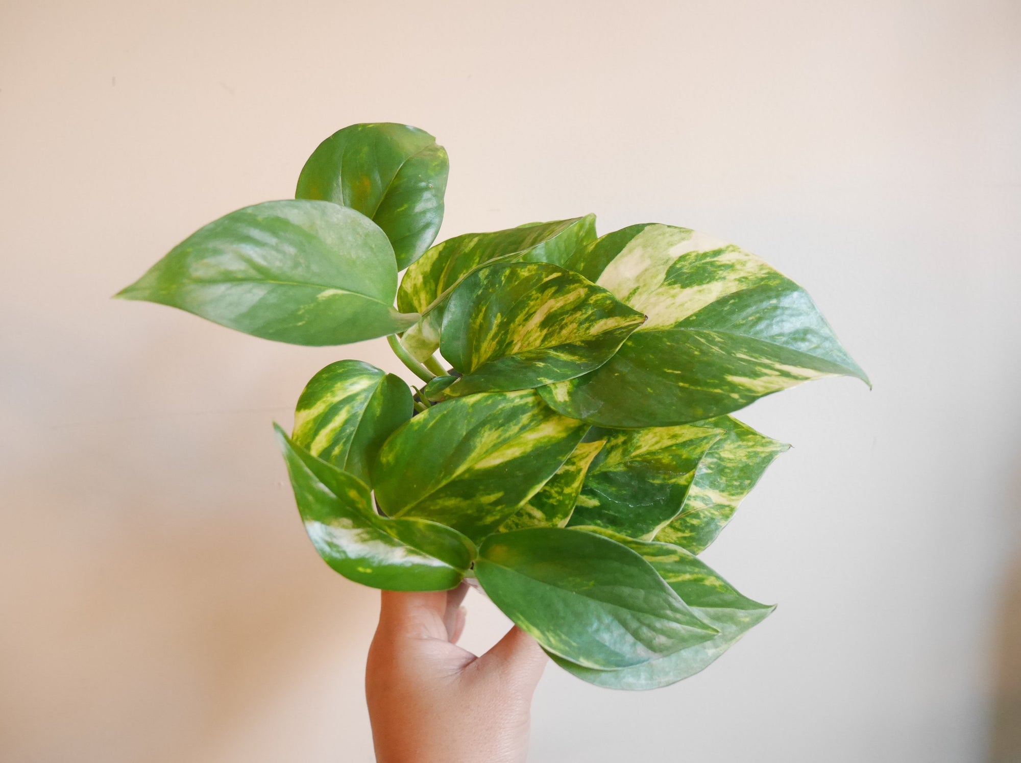 pothos doré Golden Pothos (S)
