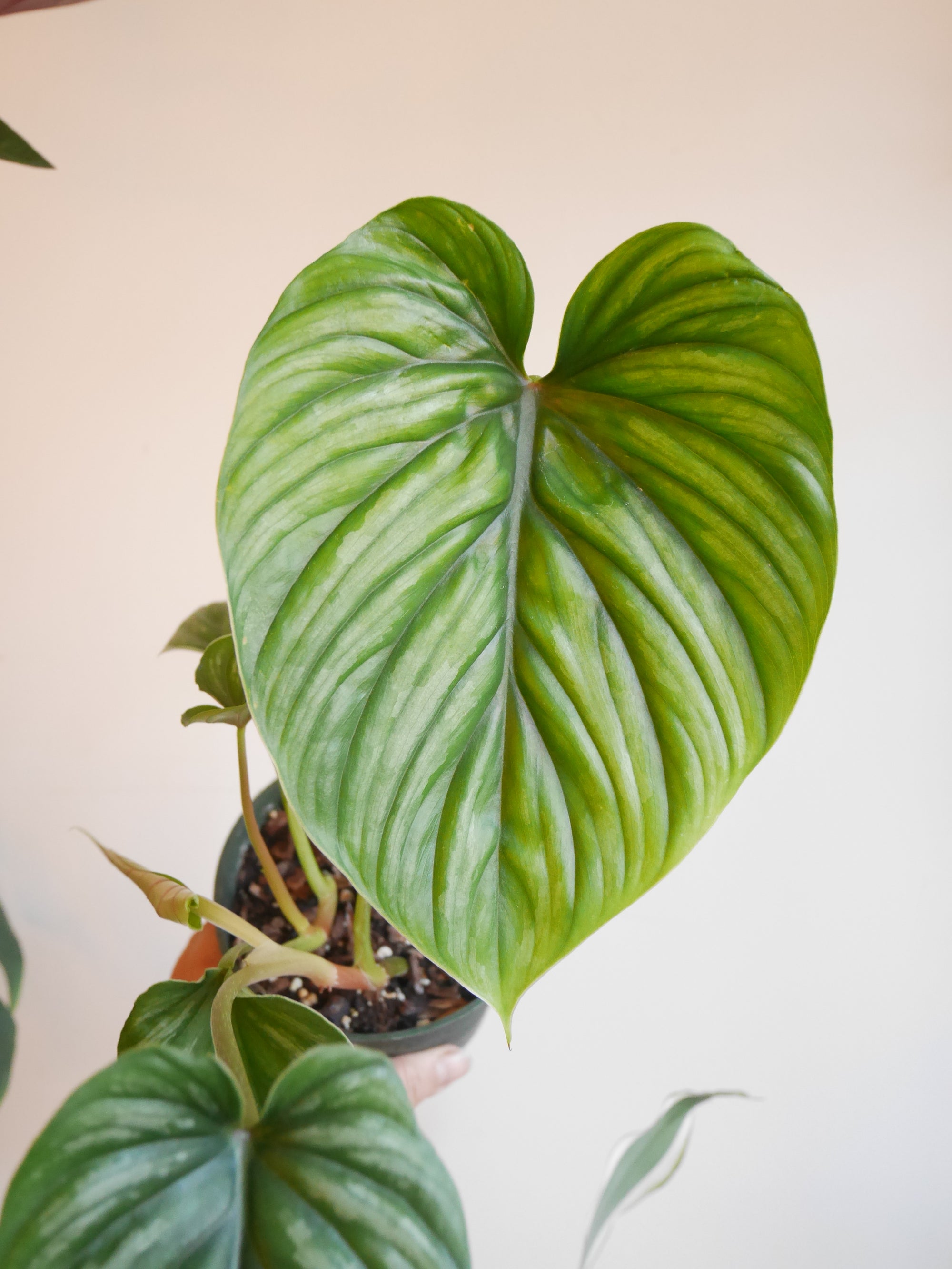 Philodendron Plowmanii (S)