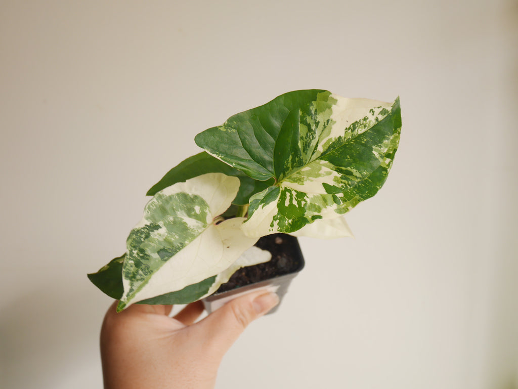 Syngonium Albo Variegata