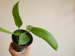 Anthurium Vittariifolium (S)