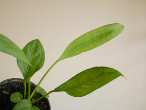 Anthurium Vittariifolium (S)
