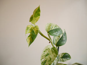 Epipremnum Marble