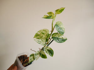 Epipremnum Marble