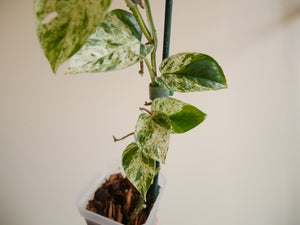 Epipremnum Marble