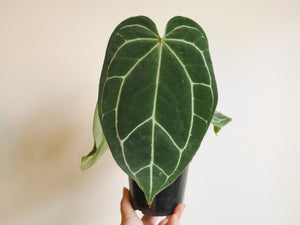 Anthurium Crystallinum