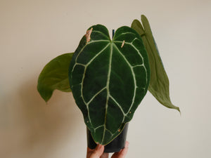 Anthurium Crystallinum