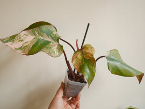 Philodendron Strawberry Shake (B)
