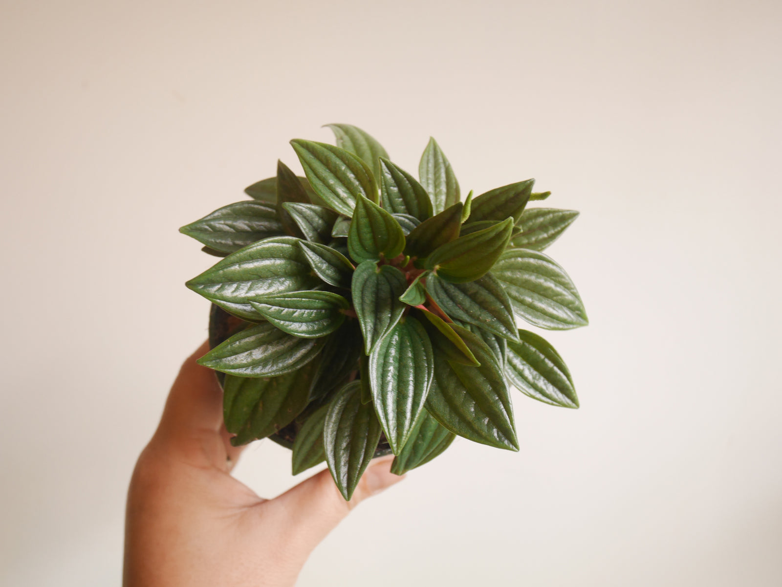 Peperomia Carperata Rosso (S)