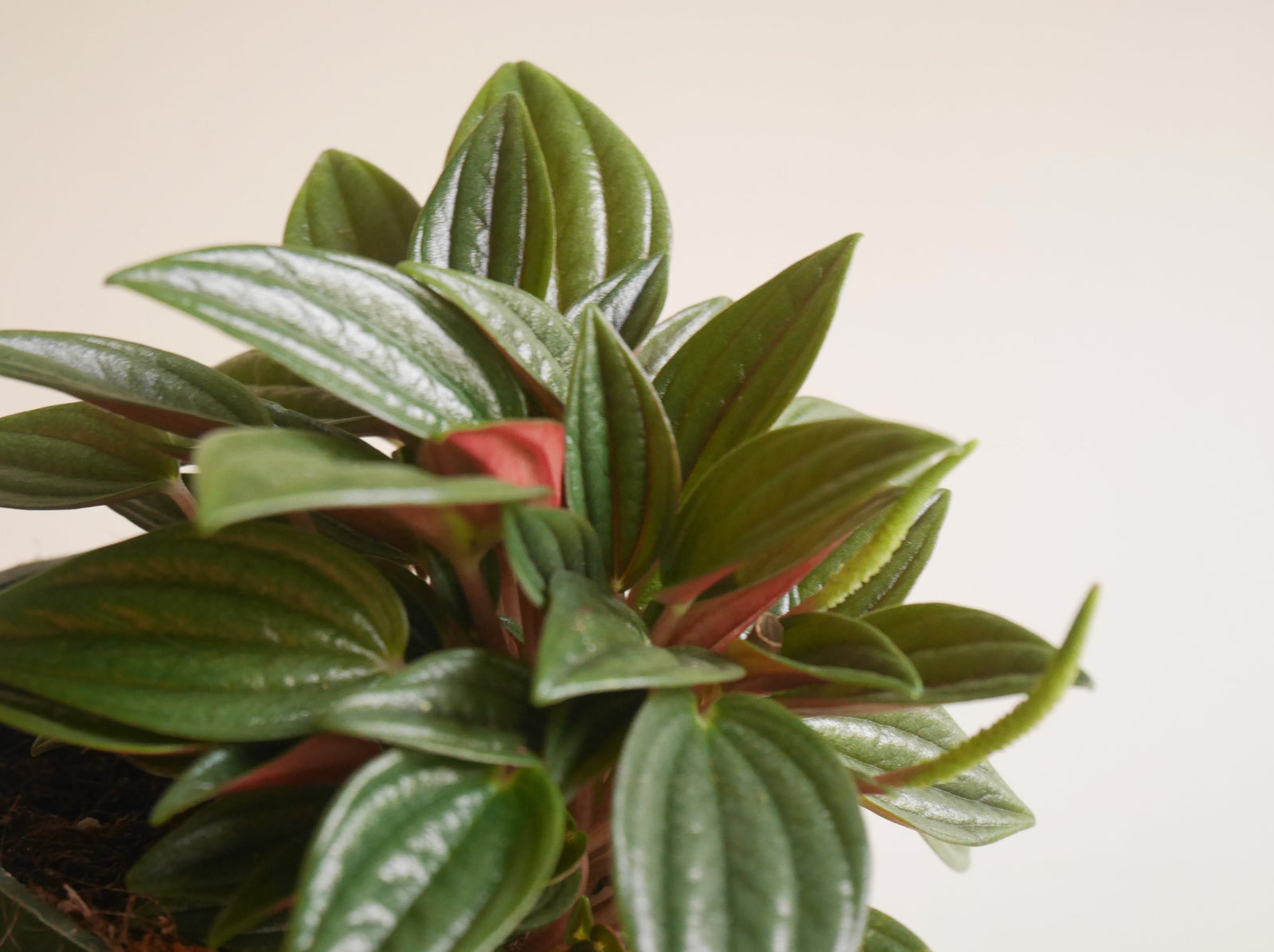 Peperomia Carperata Rosso (S)