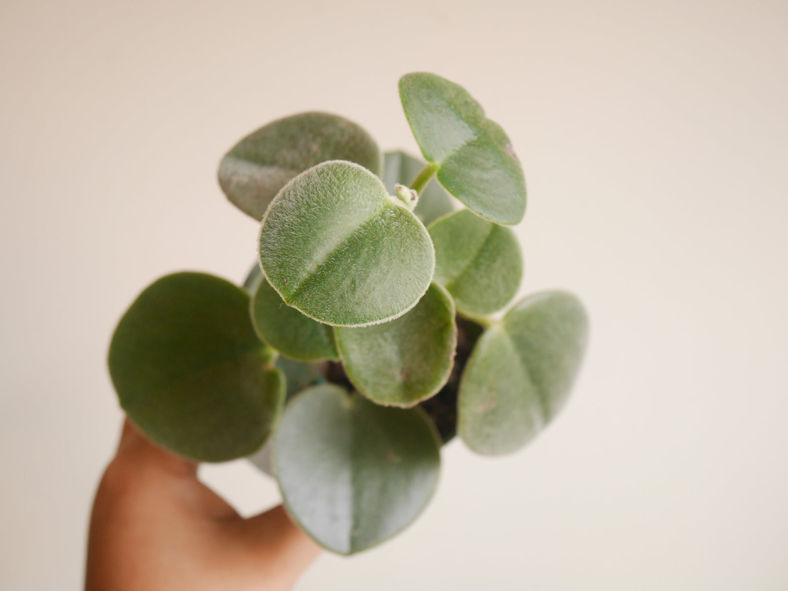 Peperomia Incana (S)