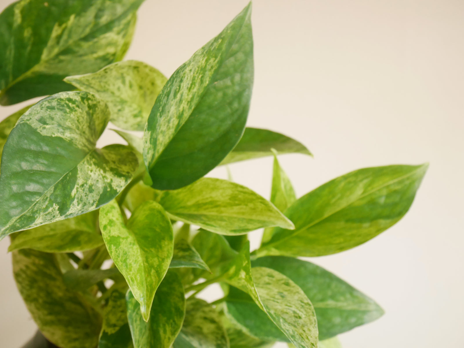 Pothos Marble Queen (S)