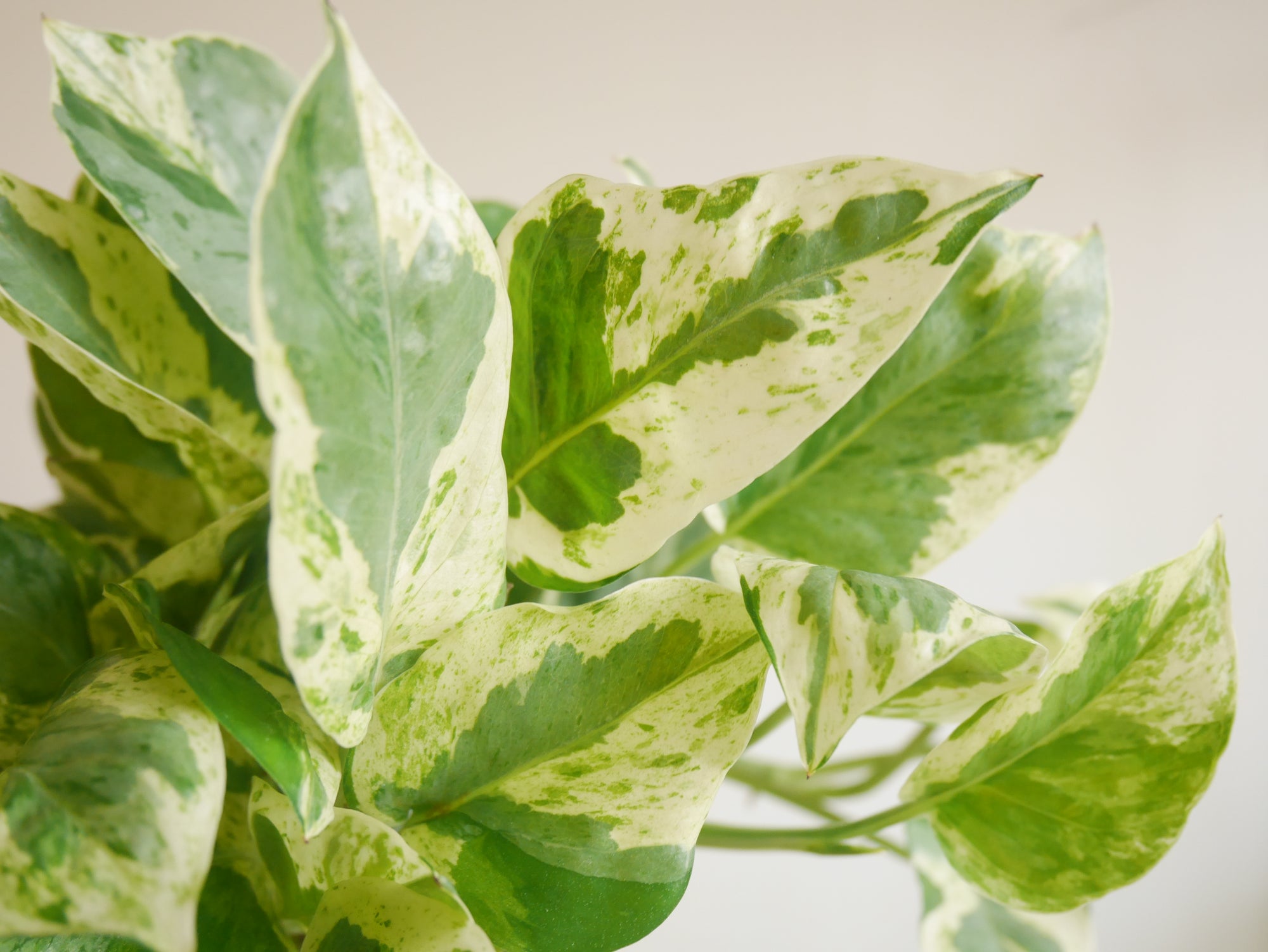 money plant jade pothos Pearl and Jade Pothos