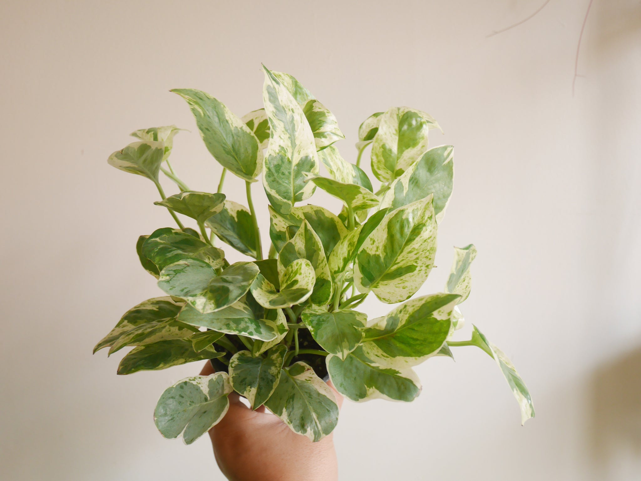 jade pearl plant Pothos Pearl n Jade (S)