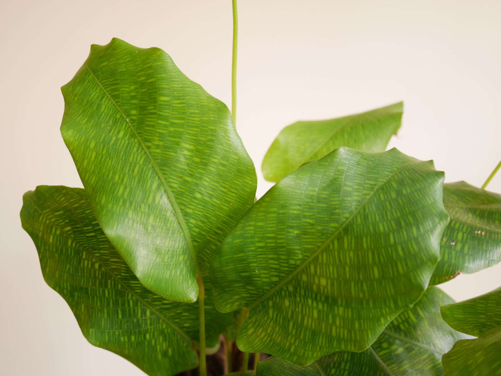 Calathea Musaica (S)