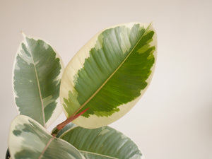 Ficus Elastica Tineke (S)