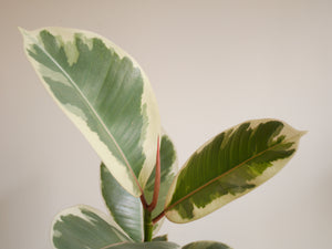 Ficus Elastica Tineke (S)