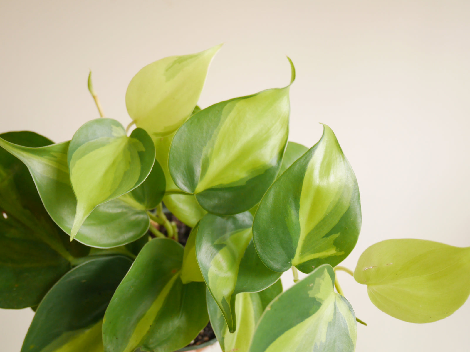 Philodendron Brasil (S)