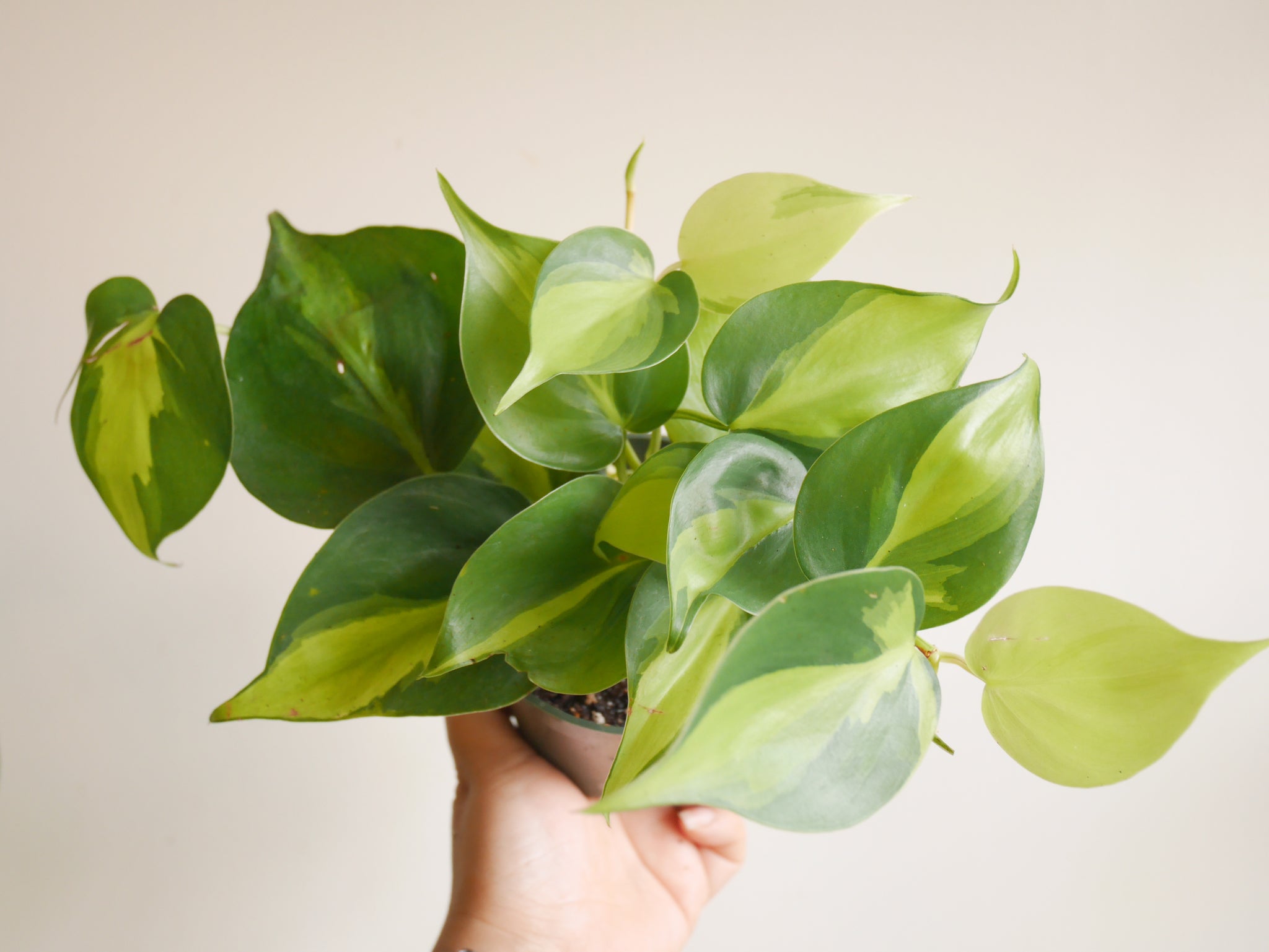 philodendron brasil pot size Philodendron Brasil (S)