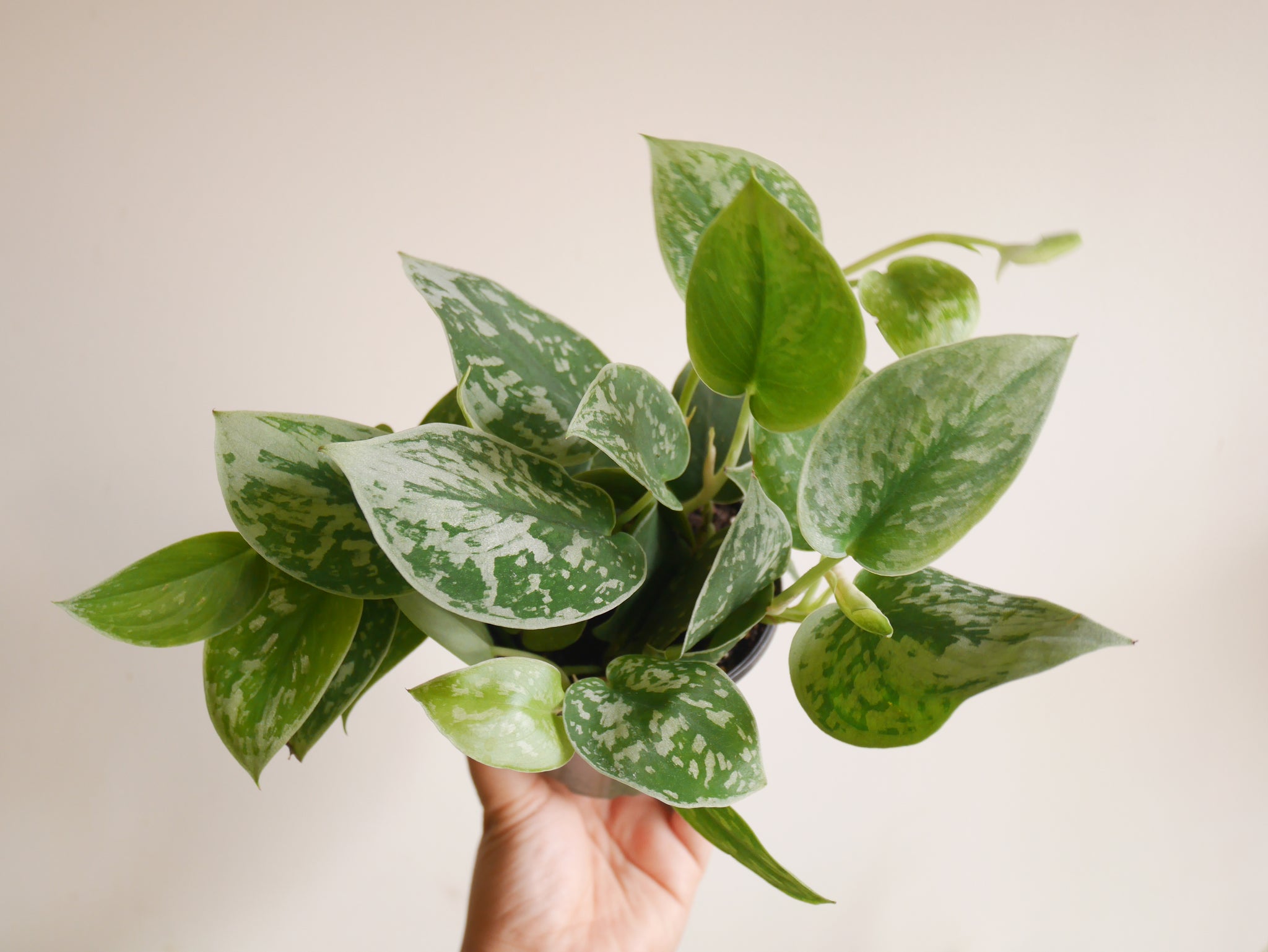 pothos silvery ann Scindapsus Silvery Ann (S)