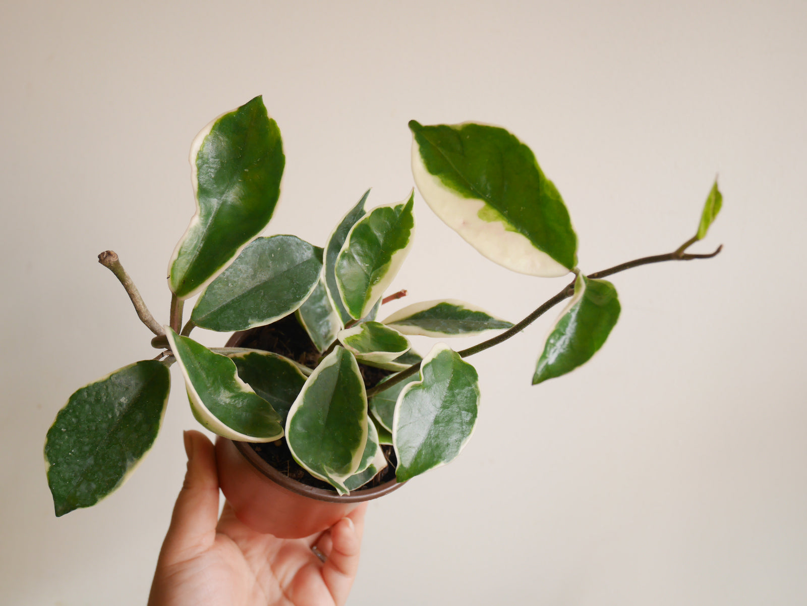 Hoya Carnosa Krimson Queen (S)