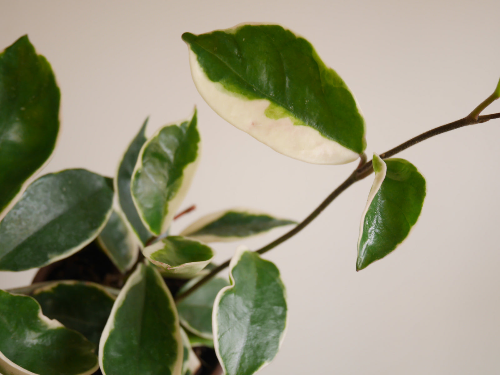 Hoya Carnosa Krimson Queen (S)
