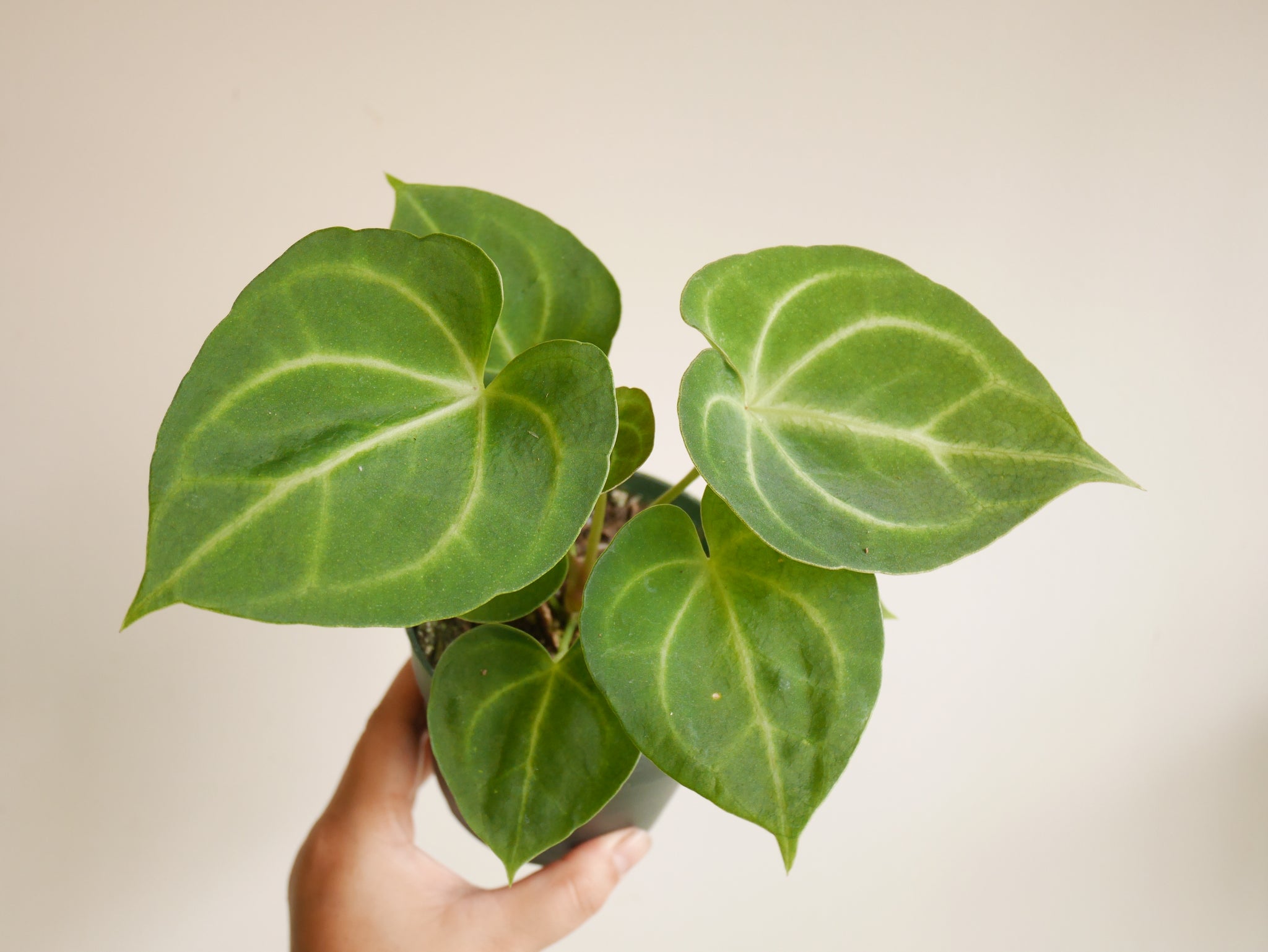 anthurium clarinervium variegated Anthurium Clarinervium (S)