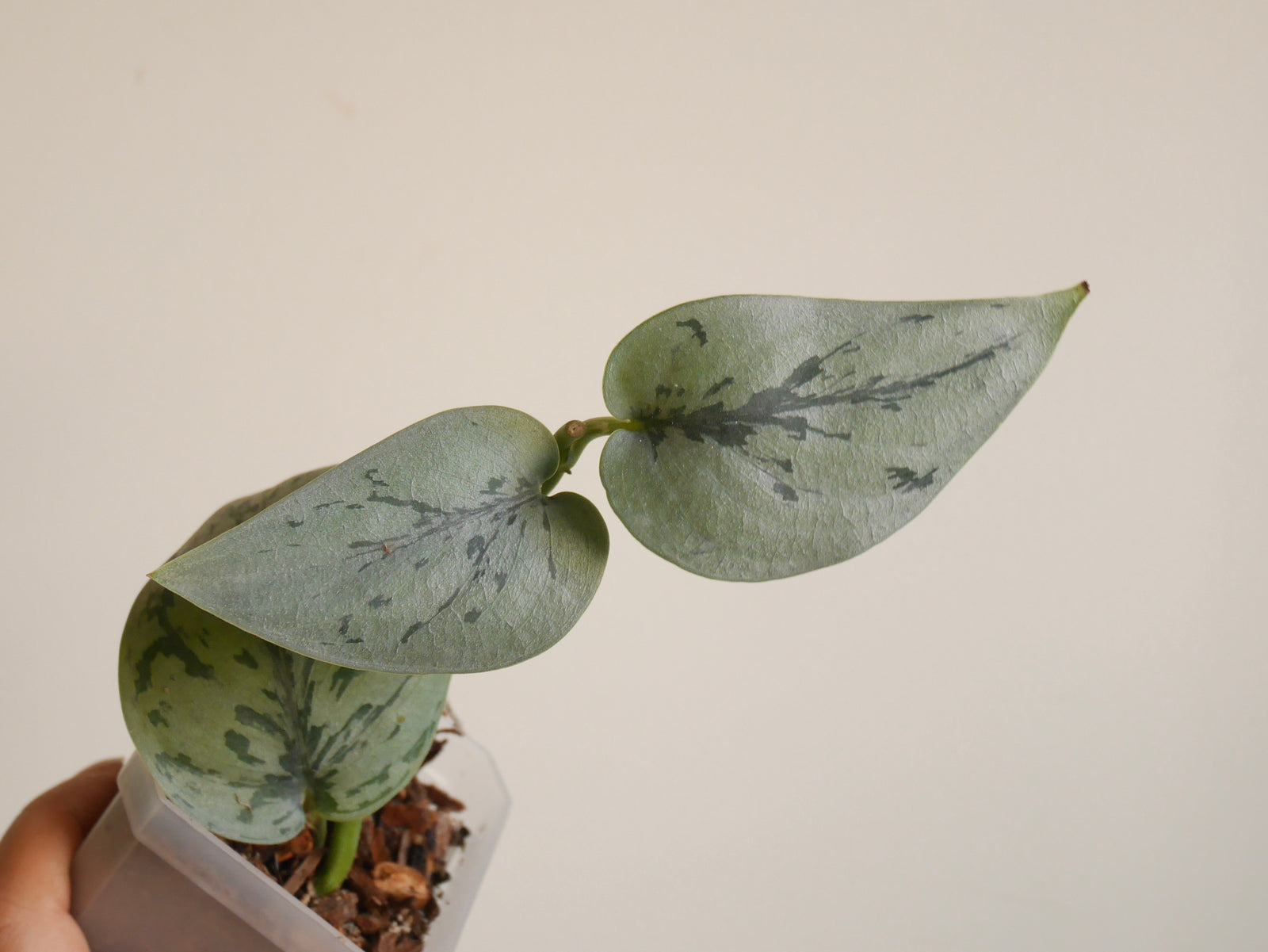 Scindapsus Silver Lady