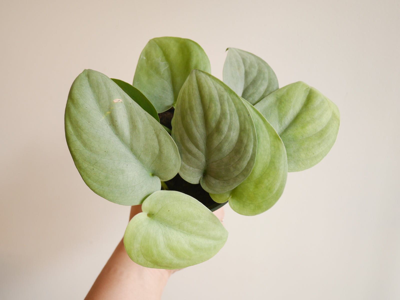 Scindapsus Silver Hero