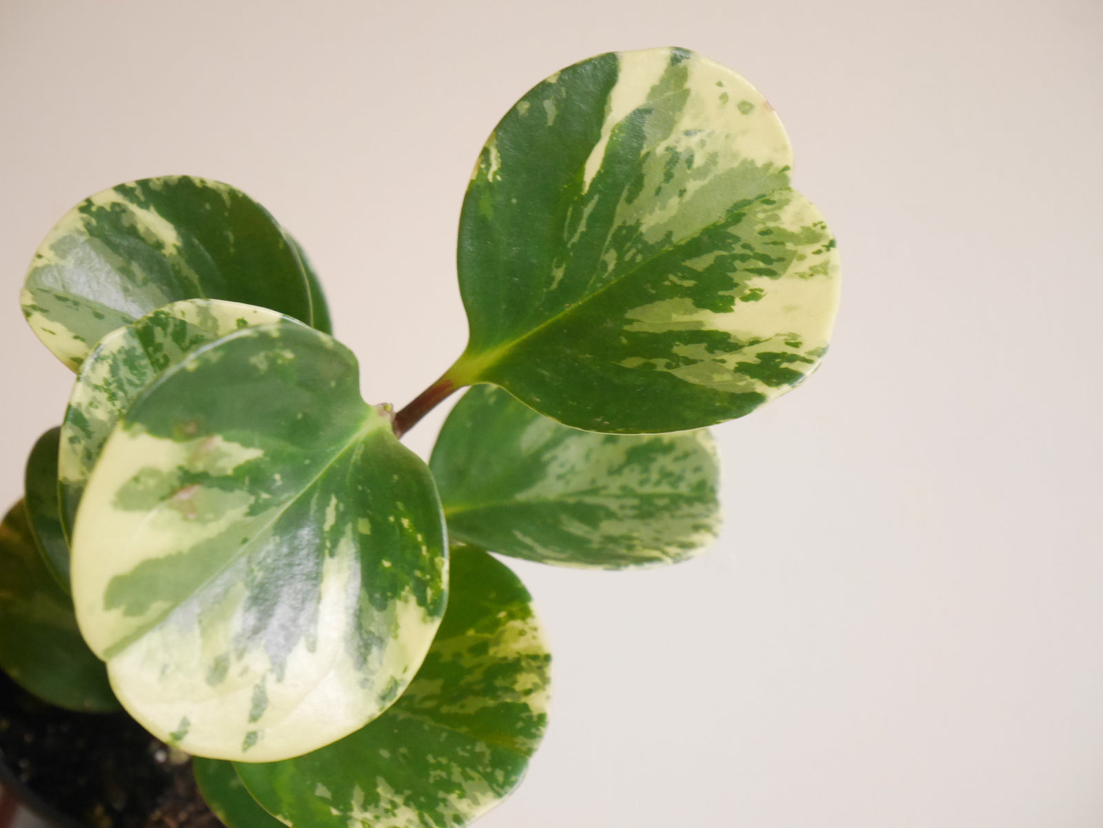 Peperomia Obtusifolia Marble (S)