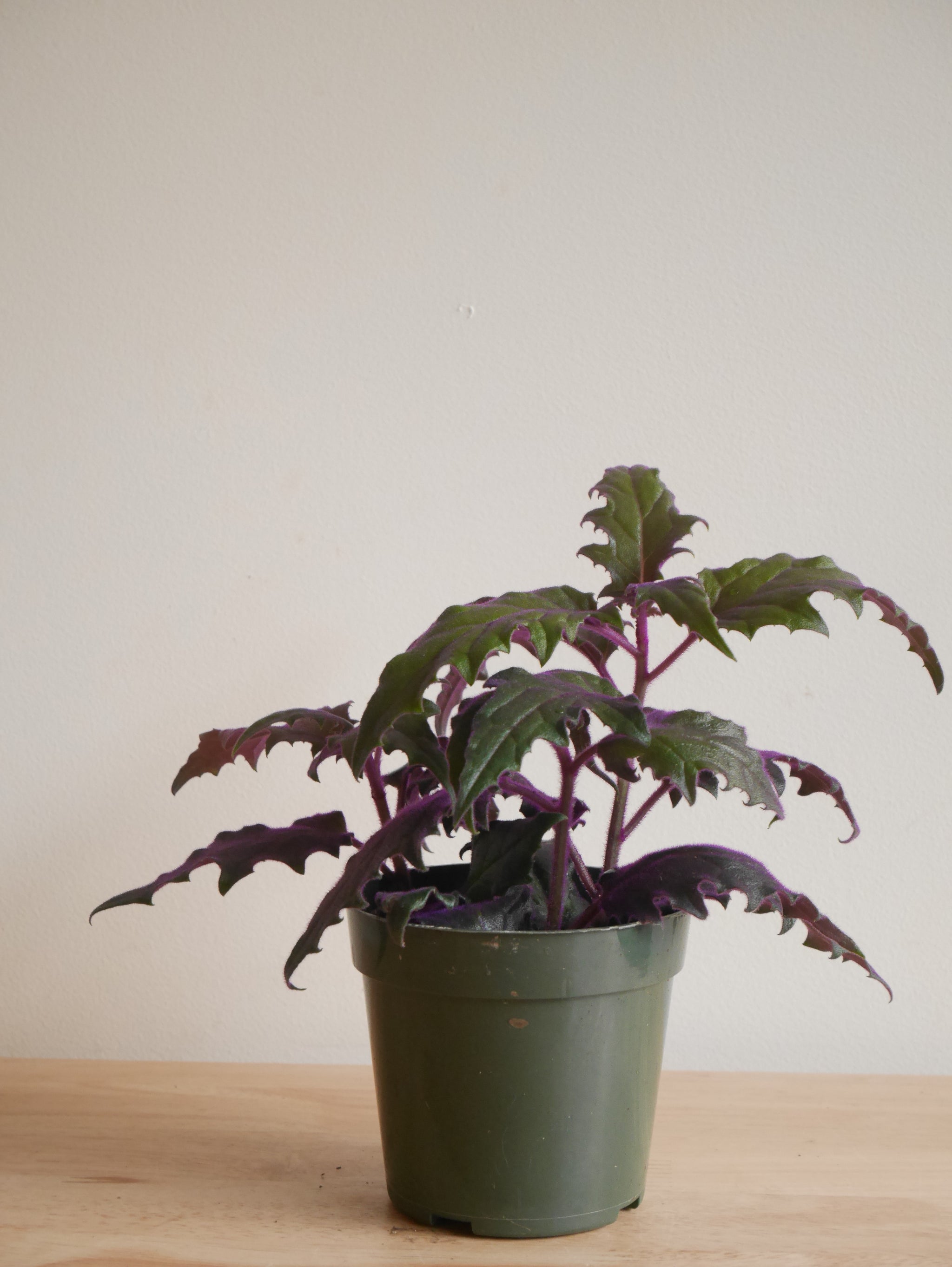 purple passion hanging plant Purple Passion Vine (S)