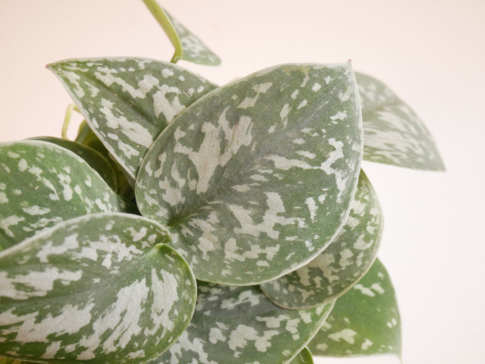 Scindapsus Argyreus (S)