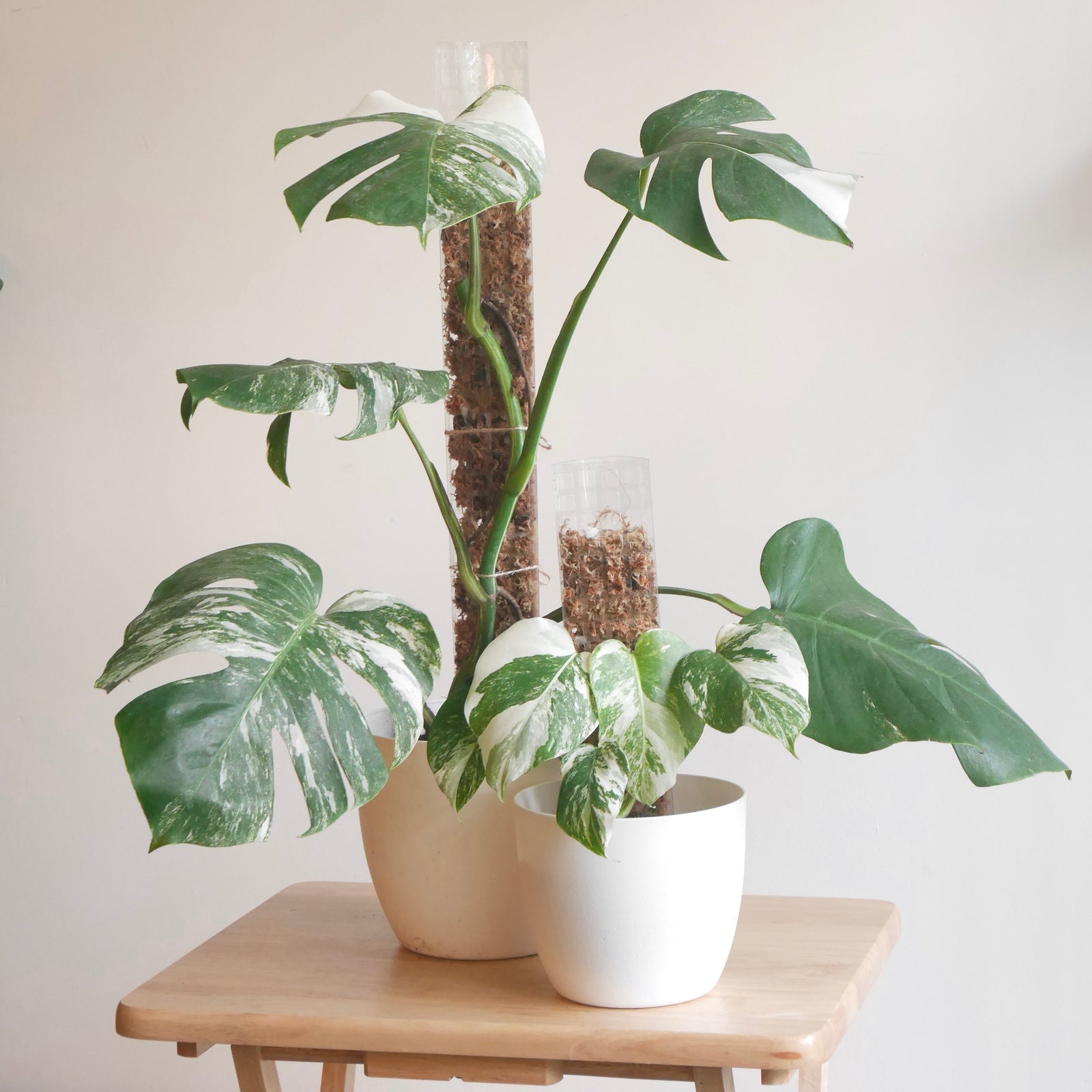 5 x GrowPole 2.0 Pro