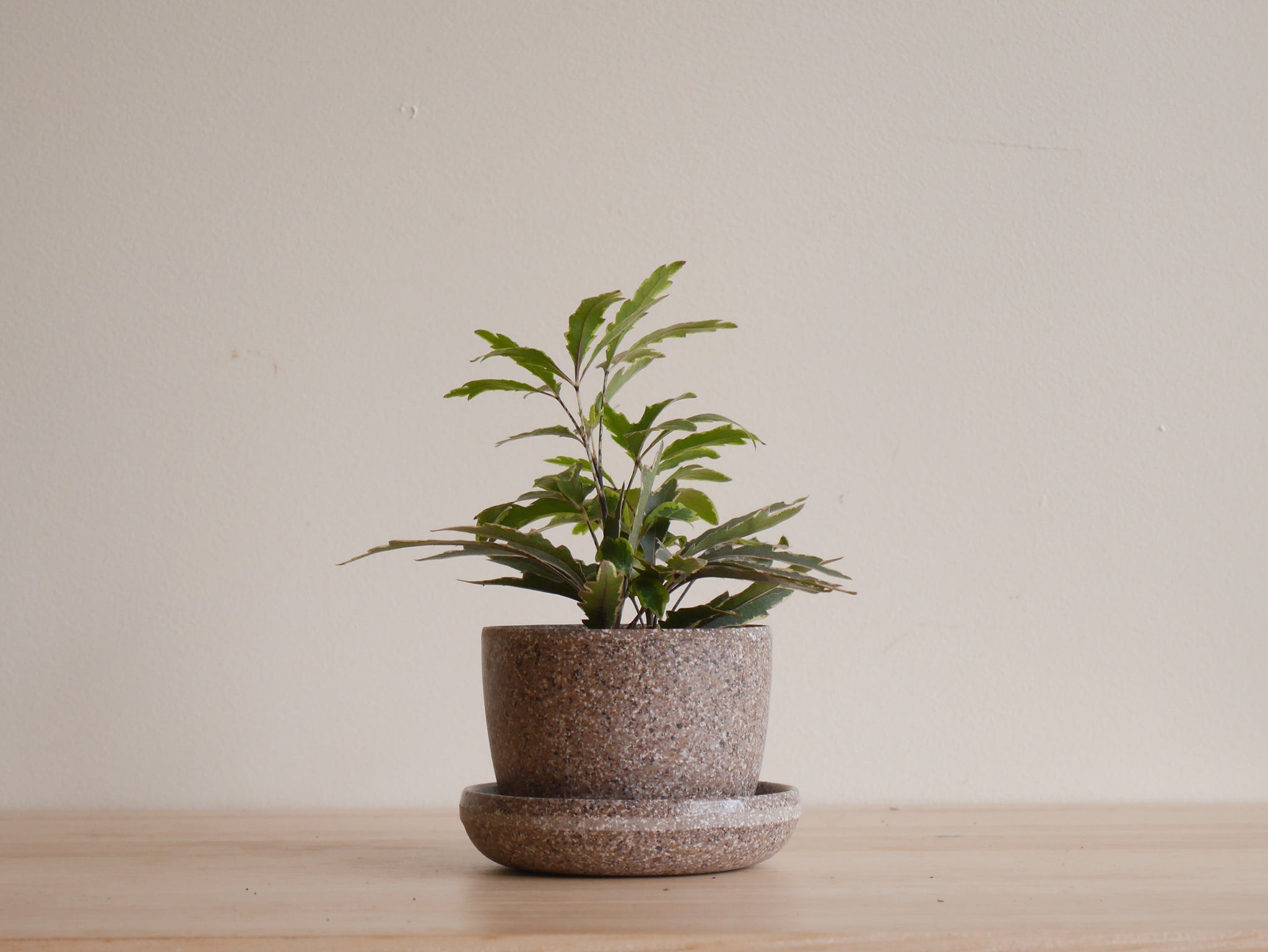3 inch potted plants Kanso 3 inch Planters