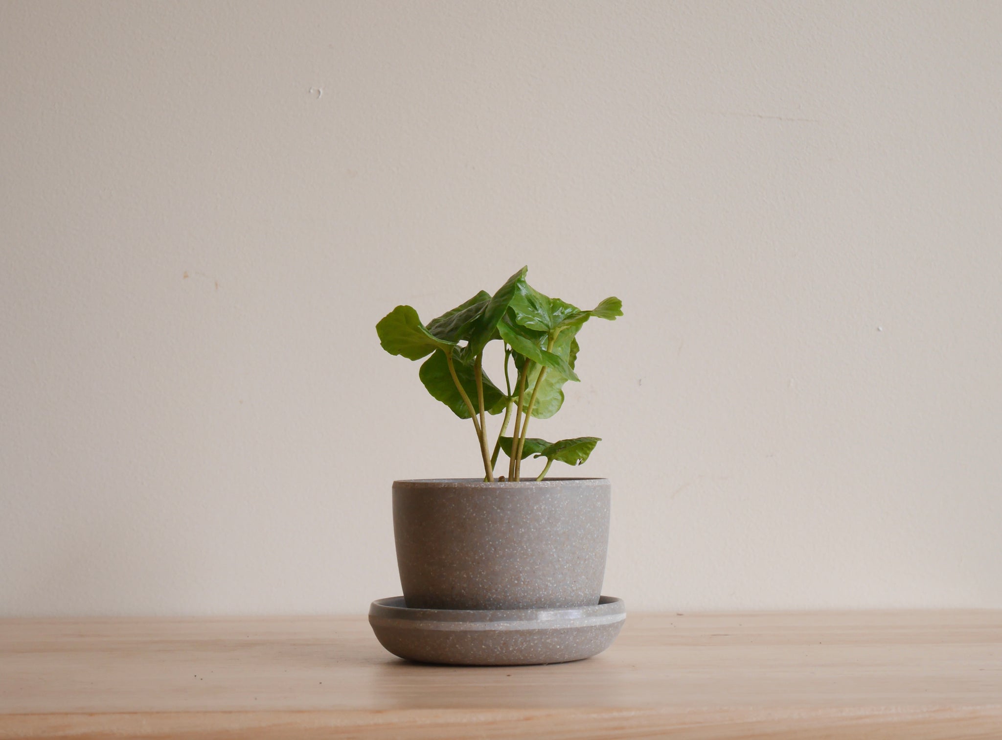 3 inch potted plants Kanso 3 inch Planters