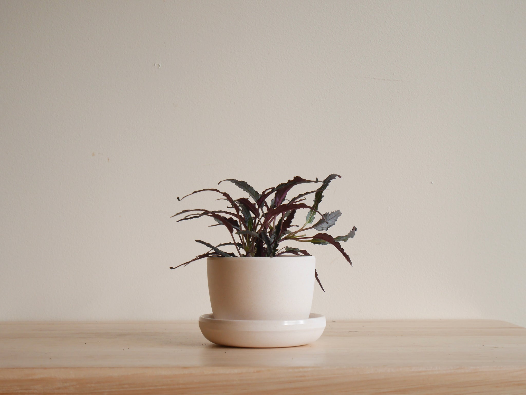 3 inch potted plants Kanso 3 inch Planters