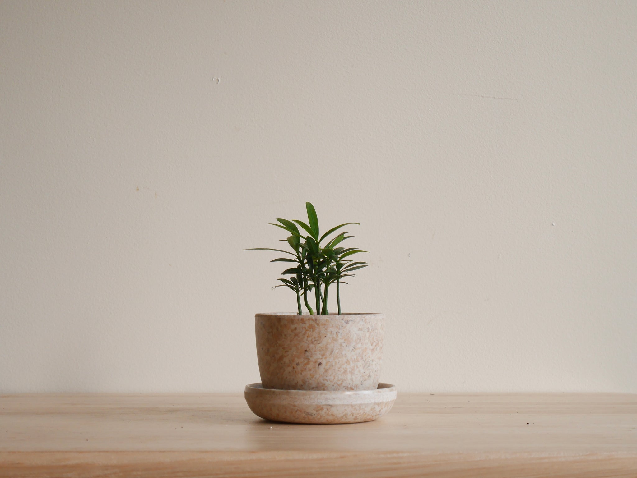 3 inch pots for plants Kanso 3 inch Planters