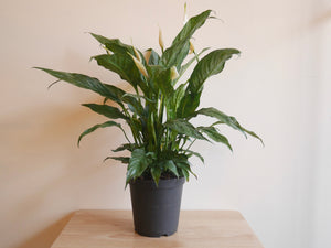 Variegated Peace Lily (M)