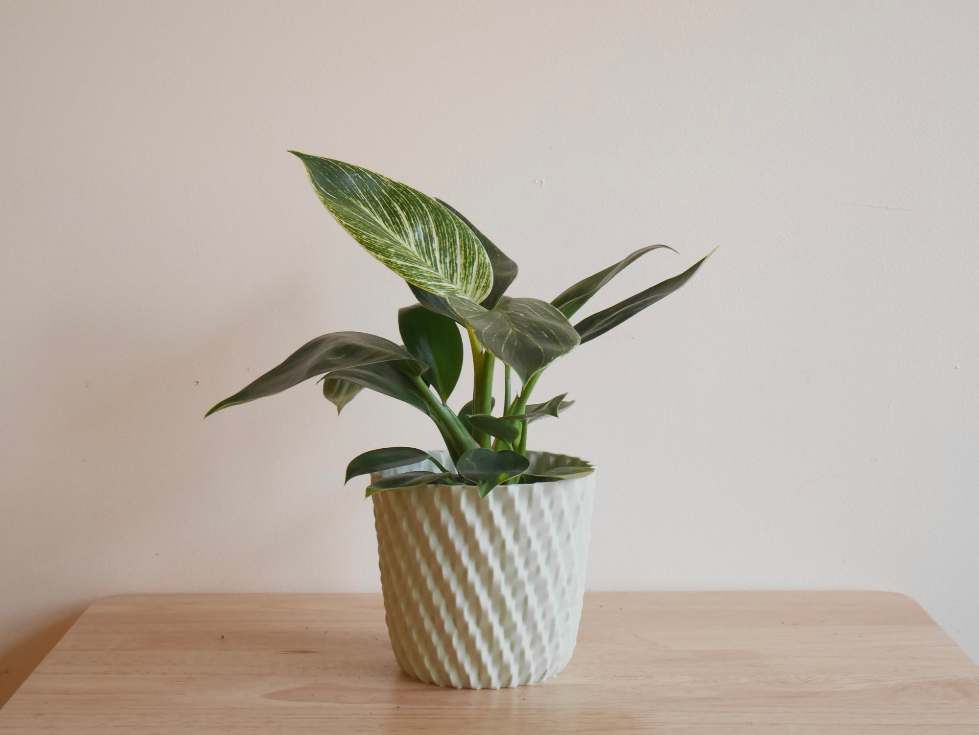 philodendron birkin big 4" Philodendron Birkin