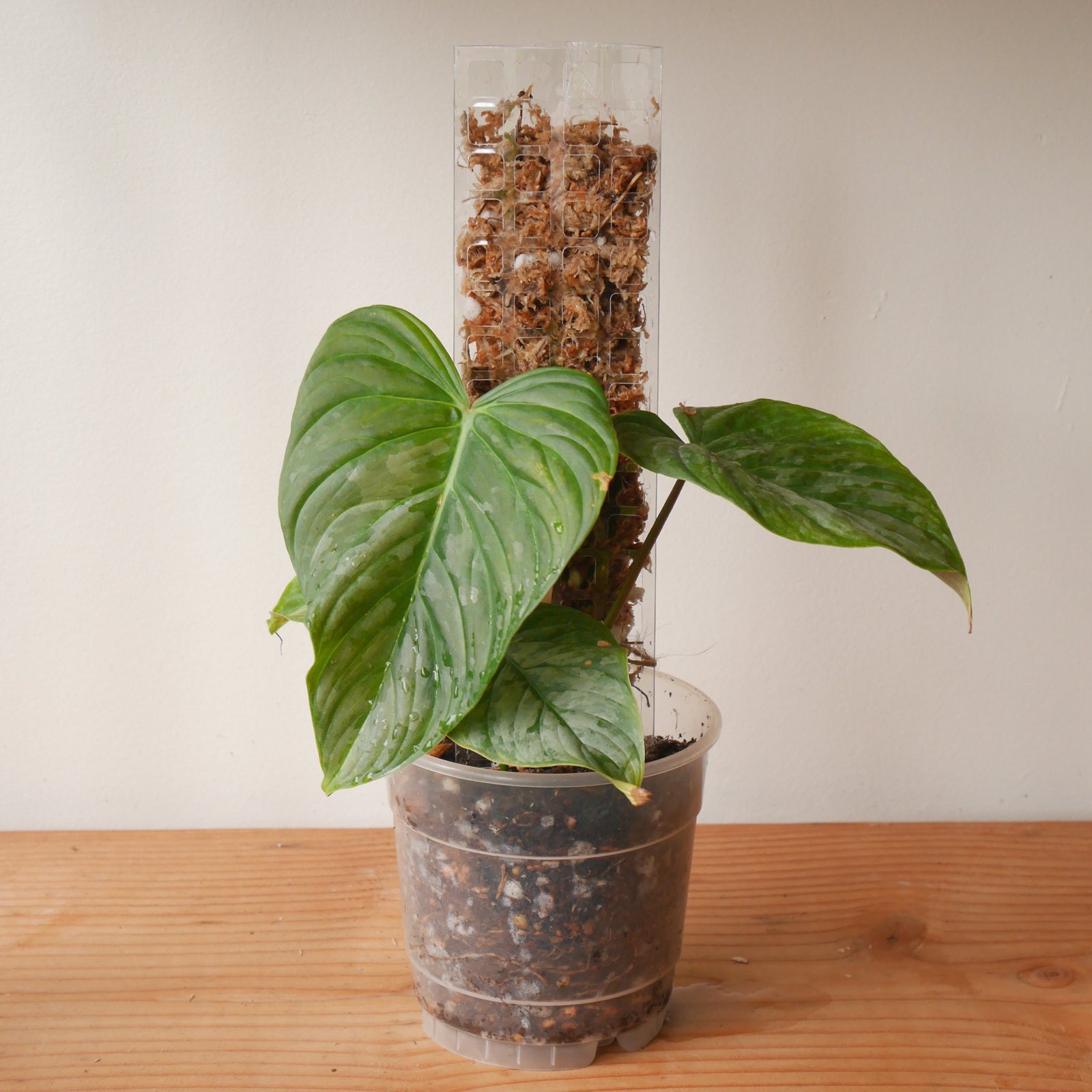 5 x GrowPole 2.0 Pro