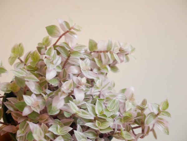Callisia Repens (S)