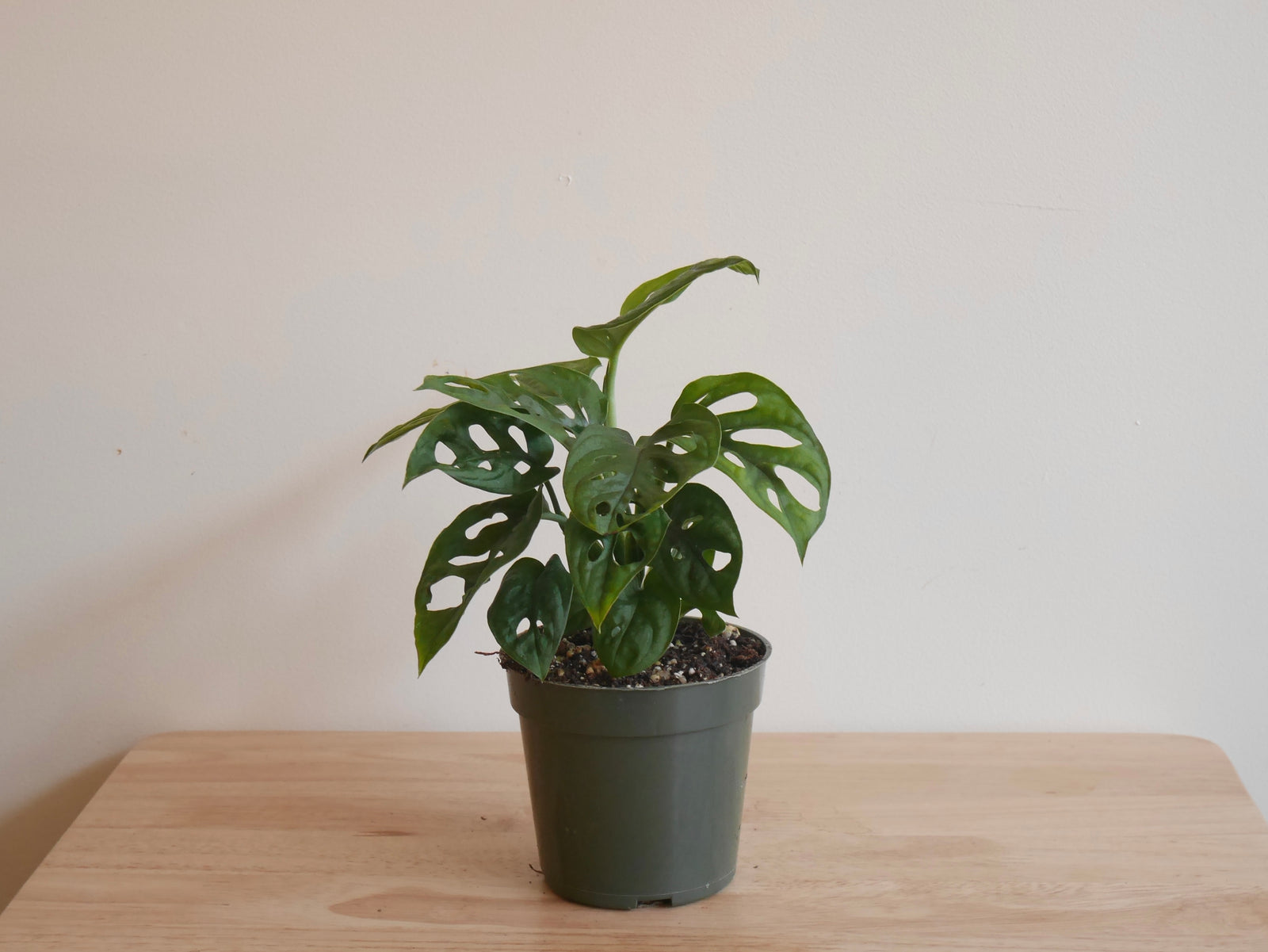 Monstera Adansonii (S)