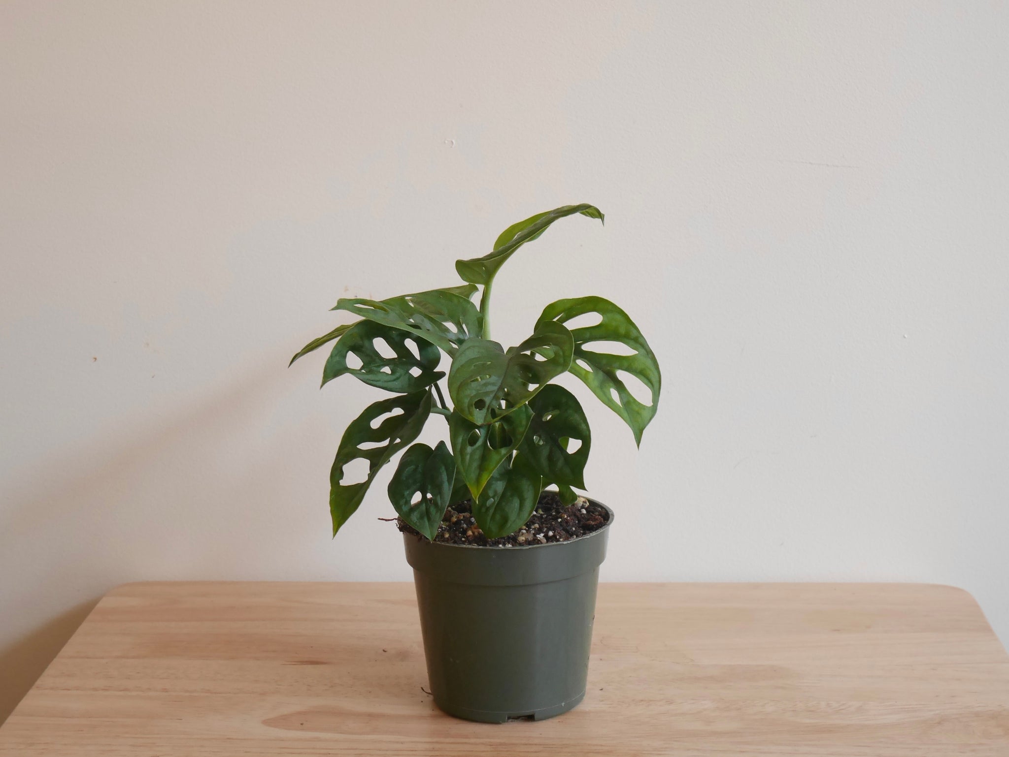 buy monstera deliciosa plant nyc Monstera Adansonii (S)