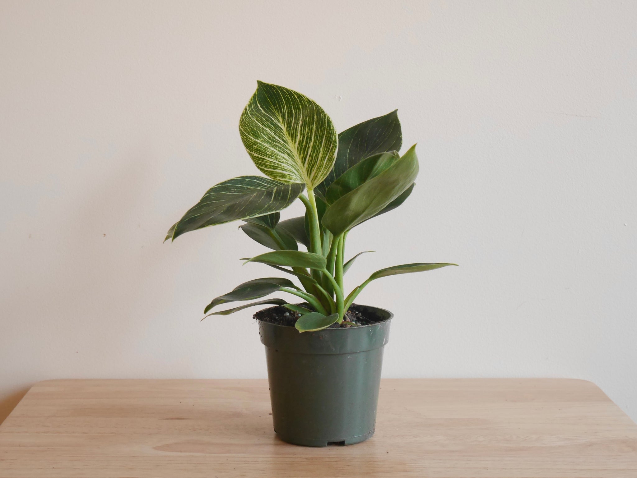large birkin philodendron Philodendron Birkin (S)