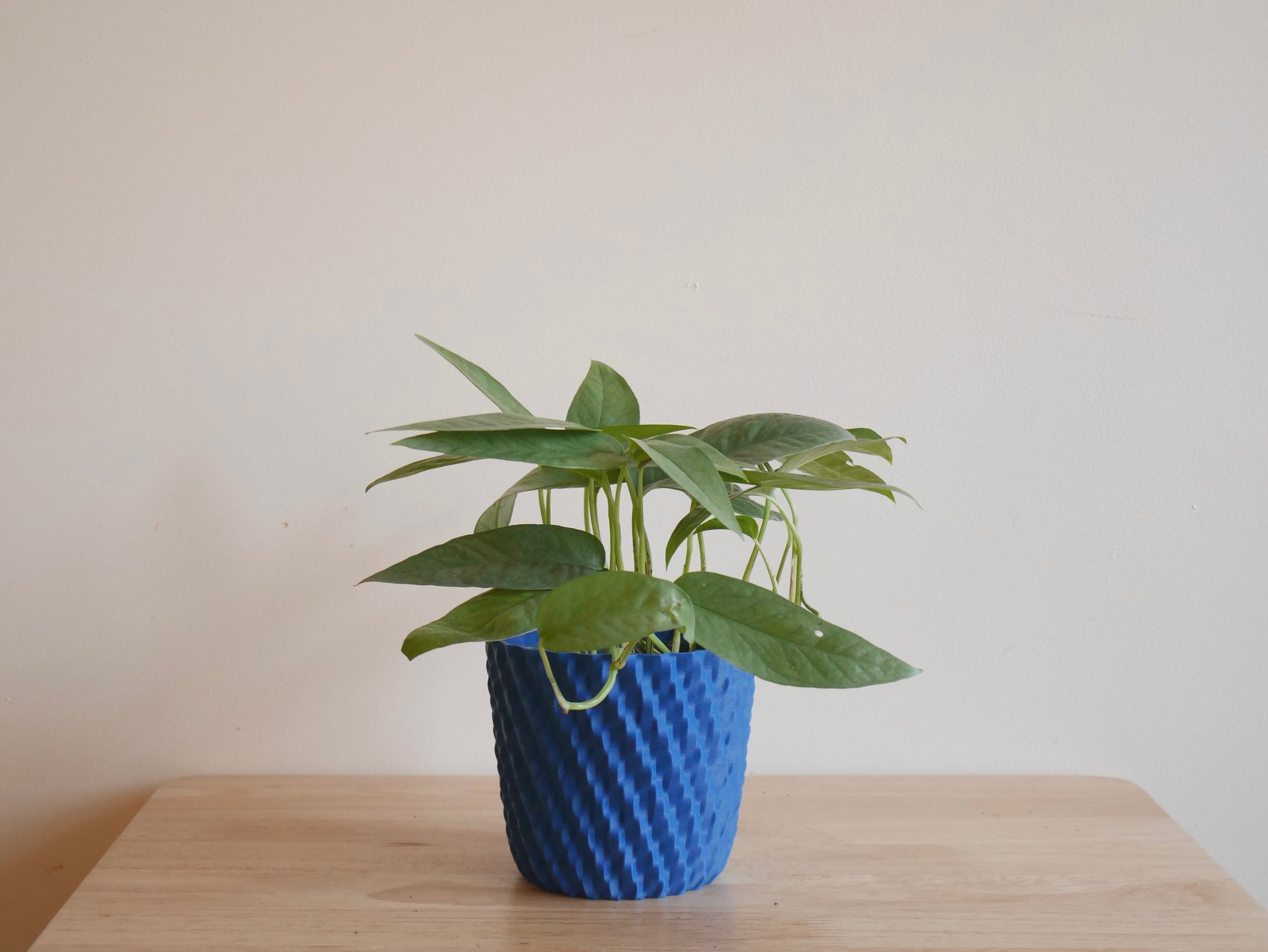 philodendron hastatum verzorging Pothos Cebu Blue (S)