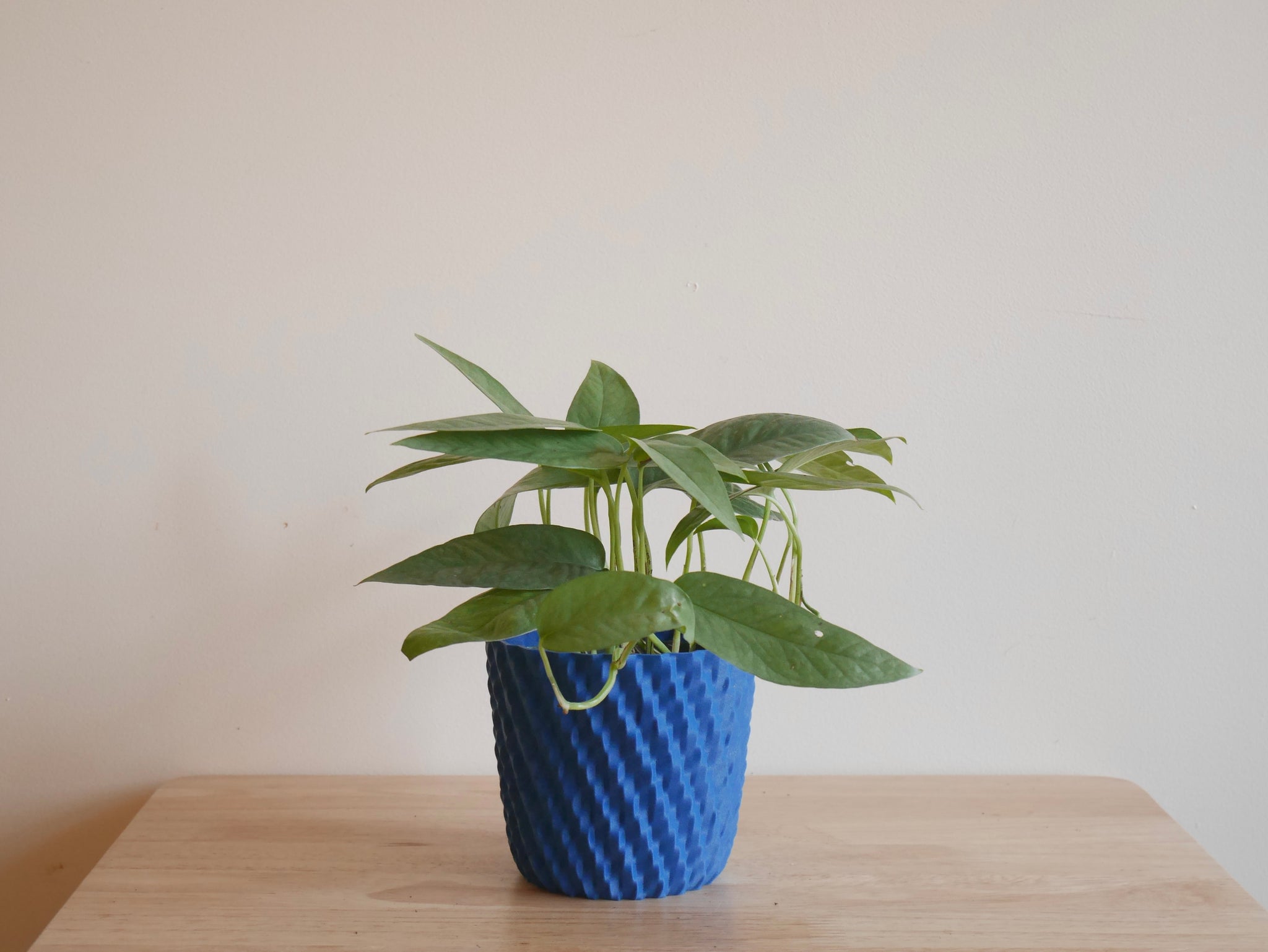 cebu blue pothos for sale near me Pothos