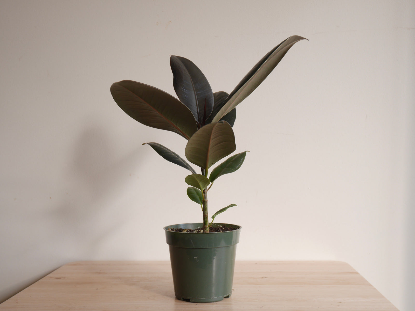 Ficus Elastica Burgundy (S)