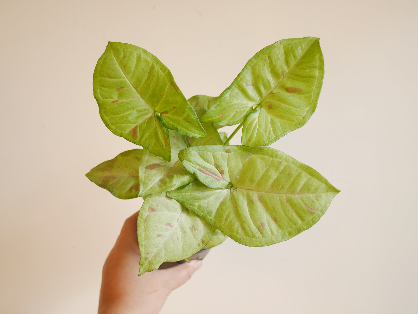 Syngonium Confetti