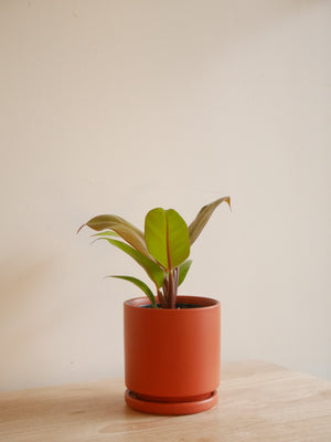 Philodendron Prince of Orange in a ceramic planter (S)