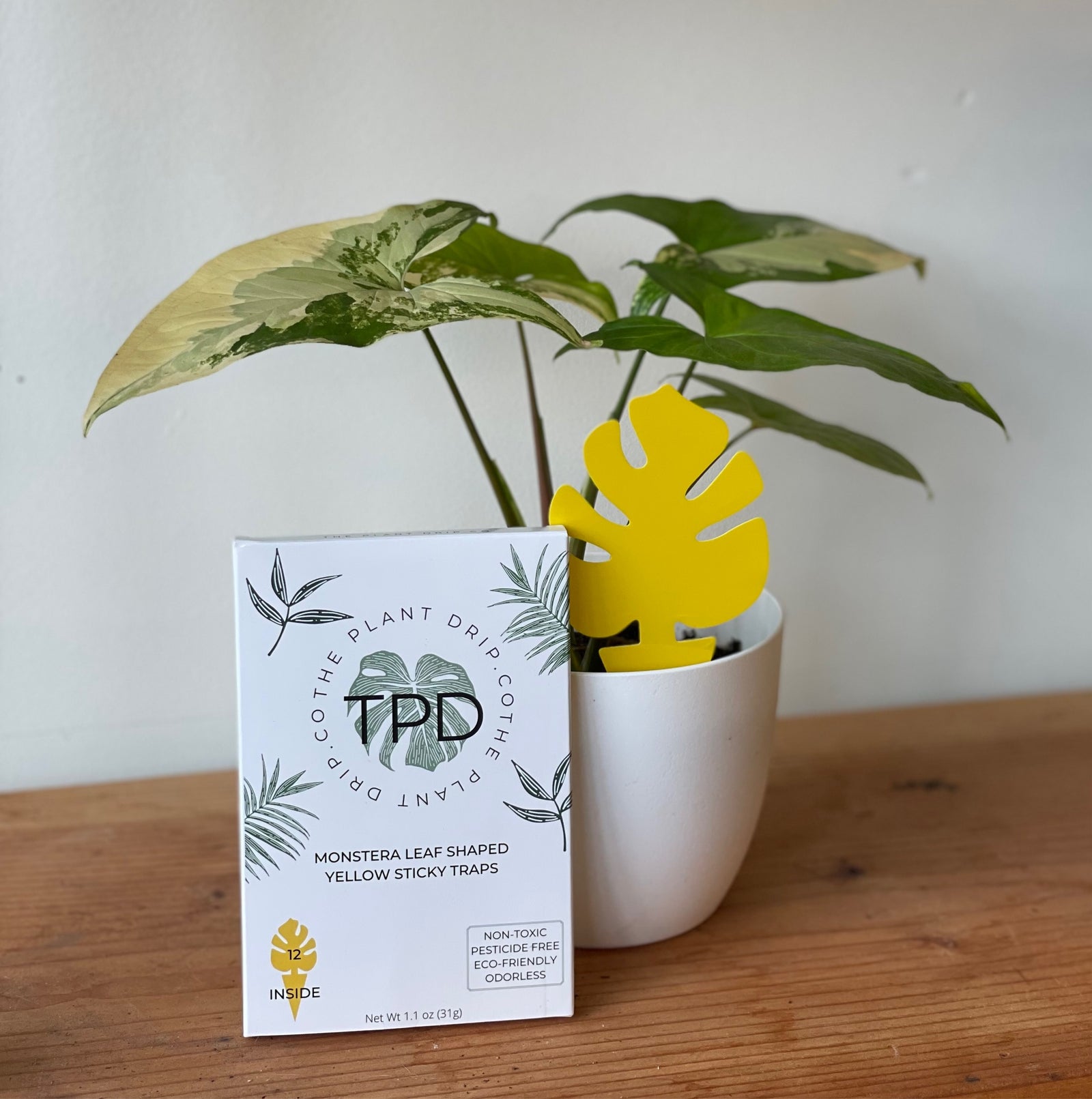 Monstera Sticky Trap