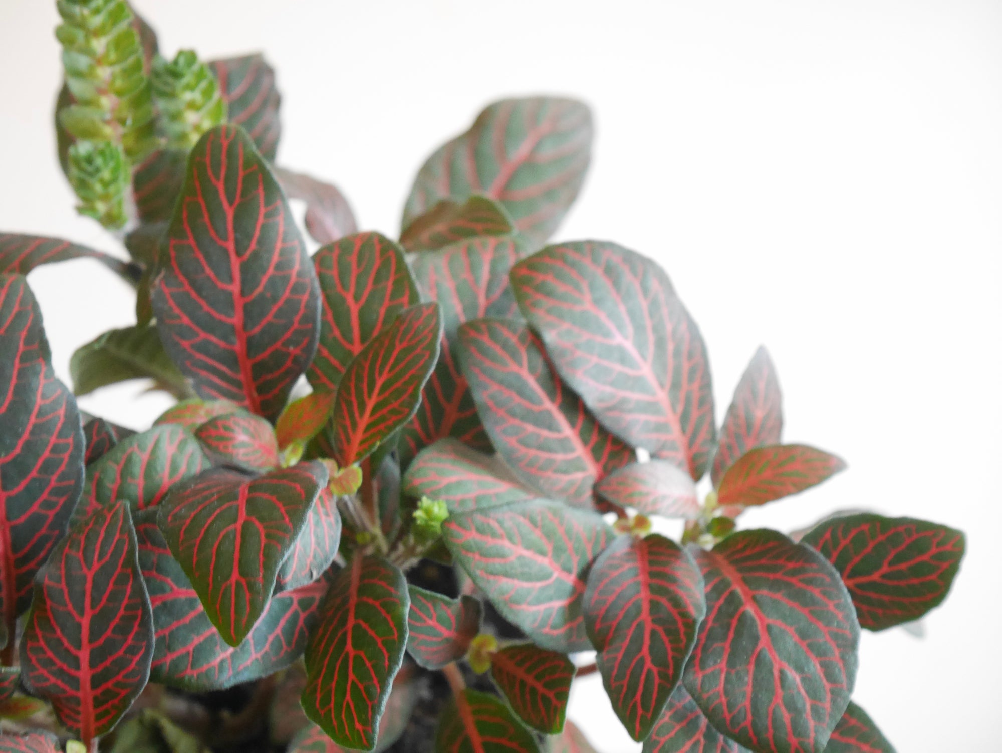 Fittonia Red (S)
